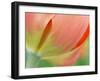 Closeup of Tulip.-Julianne Eggers-Framed Photographic Print