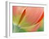 Closeup of Tulip.-Julianne Eggers-Framed Photographic Print