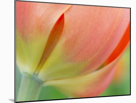 Closeup of Tulip.-Julianne Eggers-Mounted Photographic Print