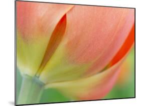 Closeup of Tulip.-Julianne Eggers-Mounted Photographic Print