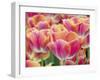 Closeup of Tulipa 'Sunset Miami'.-Julianne Eggers-Framed Photographic Print