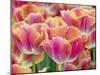 Closeup of Tulipa 'Sunset Miami'.-Julianne Eggers-Mounted Photographic Print