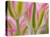 Closeup of Tulipa 'Virichic'.-Julianne Eggers-Stretched Canvas