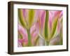 Closeup of Tulipa 'Virichic'.-Julianne Eggers-Framed Photographic Print