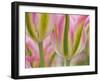 Closeup of Tulipa 'Virichic'.-Julianne Eggers-Framed Photographic Print