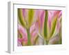 Closeup of Tulipa 'Virichic'.-Julianne Eggers-Framed Photographic Print