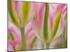 Closeup of Tulipa 'Virichic'.-Julianne Eggers-Mounted Photographic Print