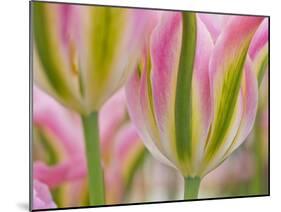 Closeup of Tulipa 'Virichic'.-Julianne Eggers-Mounted Photographic Print