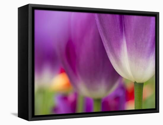 Closeup of Tulips.-Julianne Eggers-Framed Stretched Canvas