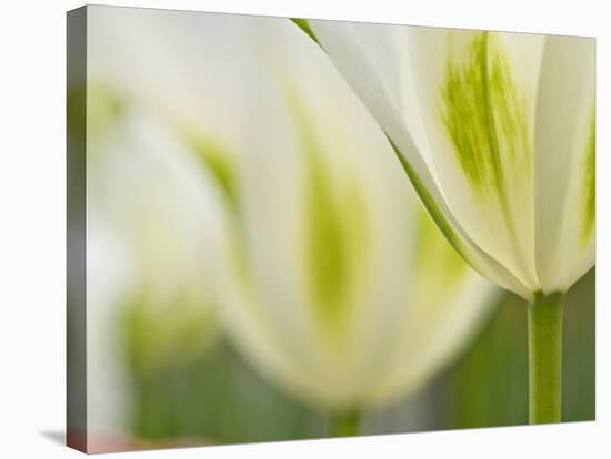 Closeup of Tulips.-Julianne Eggers-Stretched Canvas