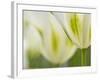 Closeup of Tulips.-Julianne Eggers-Framed Photographic Print