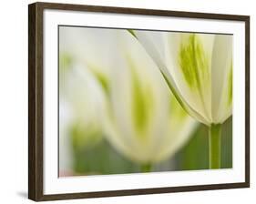 Closeup of Tulips.-Julianne Eggers-Framed Photographic Print