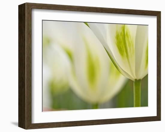 Closeup of Tulips.-Julianne Eggers-Framed Photographic Print