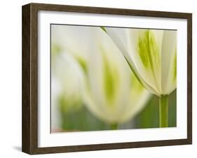 Closeup of Tulips.-Julianne Eggers-Framed Photographic Print