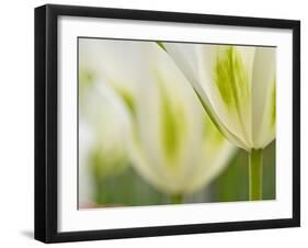 Closeup of Tulips.-Julianne Eggers-Framed Photographic Print