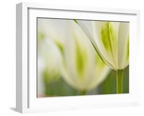 Closeup of Tulips.-Julianne Eggers-Framed Photographic Print