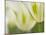 Closeup of Tulips.-Julianne Eggers-Mounted Photographic Print
