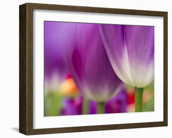 Closeup of Tulips.-Julianne Eggers-Framed Photographic Print