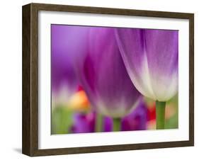 Closeup of Tulips.-Julianne Eggers-Framed Photographic Print