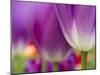 Closeup of Tulips.-Julianne Eggers-Mounted Photographic Print