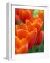 Closeup of Tulips.-Julianne Eggers-Framed Photographic Print