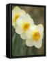 Closeup of White Daffodils, Arlington, Virginia, USA-Corey Hilz-Framed Stretched Canvas