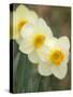 Closeup of White Daffodils, Arlington, Virginia, USA-Corey Hilz-Stretched Canvas