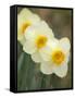 Closeup of White Daffodils, Arlington, Virginia, USA-Corey Hilz-Framed Stretched Canvas