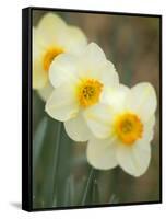 Closeup of White Daffodils, Arlington, Virginia, USA-Corey Hilz-Framed Stretched Canvas