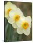 Closeup of White Daffodils, Arlington, Virginia, USA-Corey Hilz-Stretched Canvas