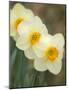 Closeup of White Daffodils, Arlington, Virginia, USA-Corey Hilz-Mounted Photographic Print