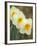 Closeup of White Daffodils, Arlington, Virginia, USA-Corey Hilz-Framed Photographic Print