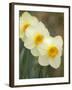 Closeup of White Daffodils, Arlington, Virginia, USA-Corey Hilz-Framed Photographic Print