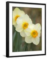 Closeup of White Daffodils, Arlington, Virginia, USA-Corey Hilz-Framed Photographic Print