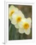 Closeup of White Daffodils, Arlington, Virginia, USA-Corey Hilz-Framed Photographic Print