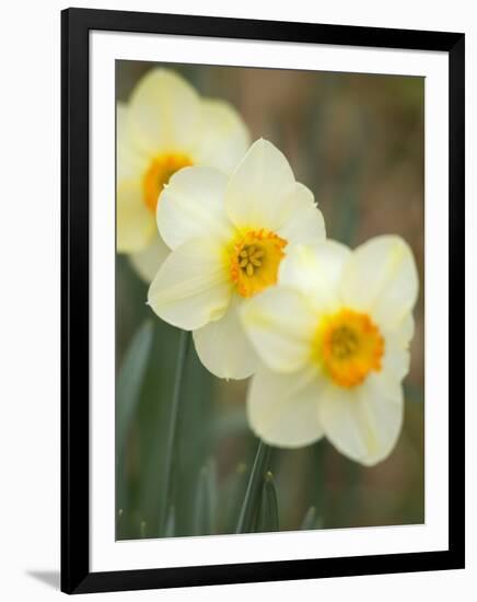 Closeup of White Daffodils, Arlington, Virginia, USA-Corey Hilz-Framed Photographic Print