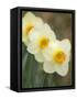 Closeup of White Daffodils, Arlington, Virginia, USA-Corey Hilz-Framed Stretched Canvas