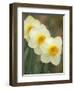 Closeup of White Daffodils, Arlington, Virginia, USA-Corey Hilz-Framed Photographic Print