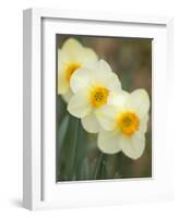 Closeup of White Daffodils, Arlington, Virginia, USA-Corey Hilz-Framed Photographic Print