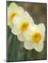 Closeup of White Daffodils, Arlington, Virginia, USA-Corey Hilz-Mounted Photographic Print
