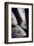 Closeup of Yellowtail Snappers-Hal Beral-Framed Photographic Print