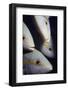 Closeup of Yellowtail Snappers-Hal Beral-Framed Photographic Print