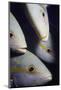 Closeup of Yellowtail Snappers-Hal Beral-Mounted Photographic Print