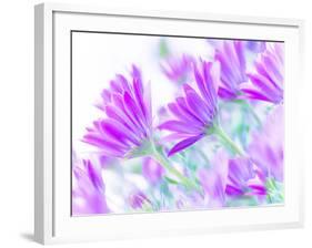 Closeup on Gentle Pink Daisy Flowers, Fresh Chamomile Field-Anna Omelchenko-Framed Photographic Print