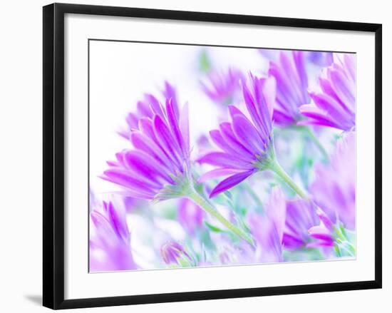 Closeup on Gentle Pink Daisy Flowers, Fresh Chamomile Field-Anna Omelchenko-Framed Photographic Print