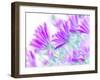 Closeup on Gentle Pink Daisy Flowers, Fresh Chamomile Field-Anna Omelchenko-Framed Photographic Print