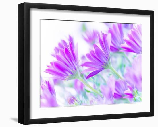 Closeup on Gentle Pink Daisy Flowers, Fresh Chamomile Field-Anna Omelchenko-Framed Photographic Print