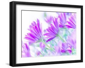 Closeup on Gentle Pink Daisy Flowers, Fresh Chamomile Field-Anna Omelchenko-Framed Photographic Print