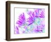 Closeup on Gentle Pink Daisy Flowers, Fresh Chamomile Field-Anna Omelchenko-Framed Photographic Print