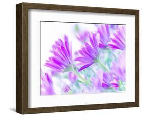 Closeup on Gentle Pink Daisy Flowers, Fresh Chamomile Field-Anna Omelchenko-Framed Photographic Print